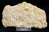 Fossil Jurassic Echinoderm (Acrosalenia) Spines - France #3177-2